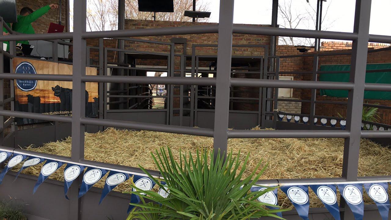 Wes-Transvaal Limousine Auction live from Lichtenburg show grounds