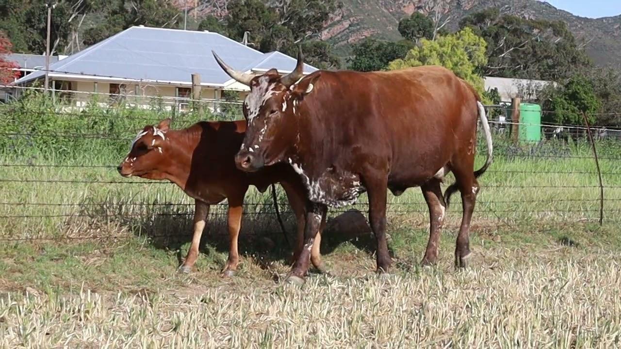 Regainer Nguni Auction Presents Lot 39 - EX 18 321
