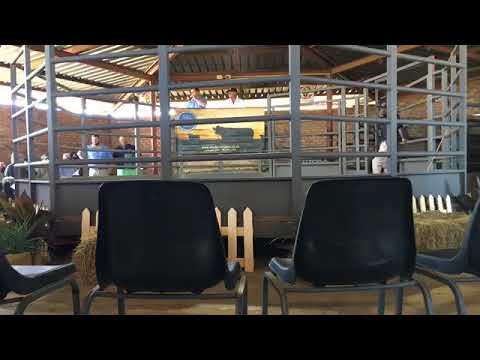 Prosim Simmentaler Stud Auction