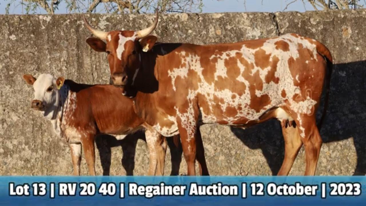 Lot 13 | RV 20-40 | Bushkloof Ngunis by die Nguni Regainer Veiling op 12 Oktober 2023