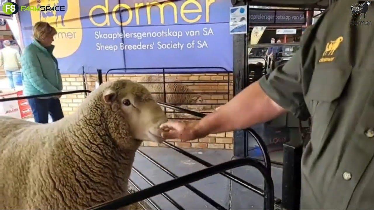 Die Dormer skaaptelersgenootskap is by Nampo 2022.