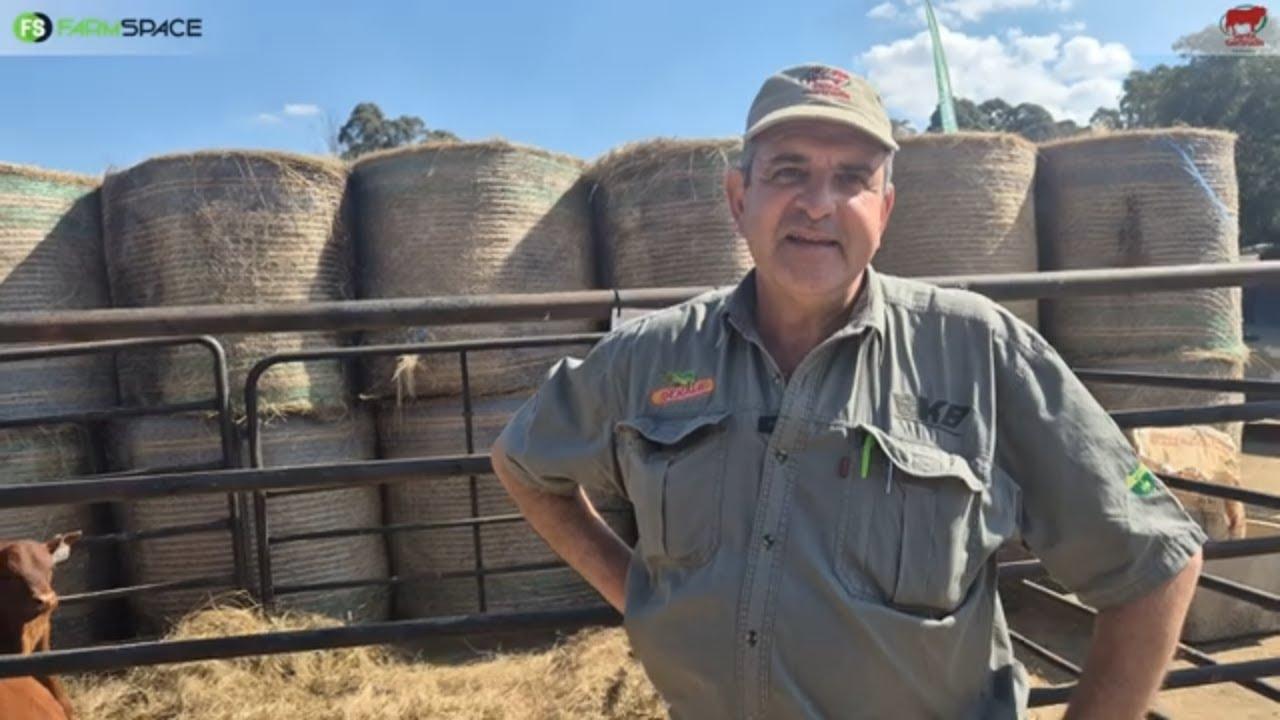 Santa Gertrudis is nie net 'n mooi ras nie ma soveel meer!
