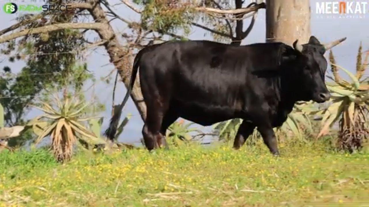 Lot 35 | CS 21-329 | Tafelsig Ngunis at the Nguni Regainer Auction on 12 October 2023