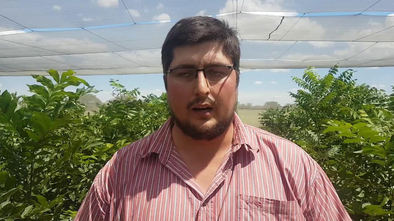 Molopo Pecans - Verskillende Kultivars