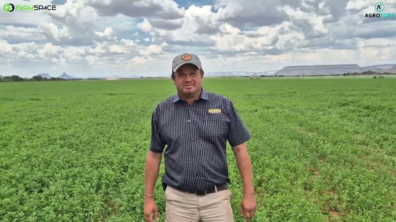 Wat is Philps Boerdery se 1ste indrukke met Agrofors se lusern kultivar? Matt vertel meer.