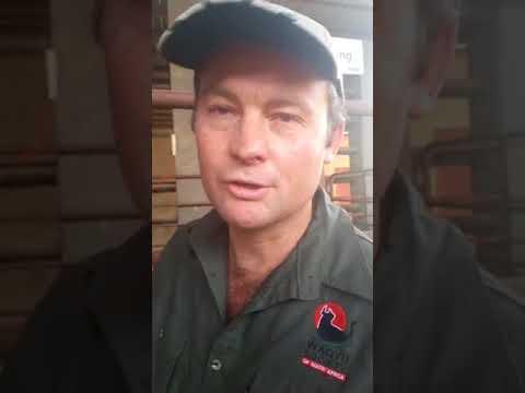 Wagyu beeste. Blykbaar die lekkerste rooivleis op aarde. - ALFA Expo 2017