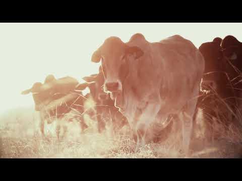 Hurwitz Farming Production Auction 2020