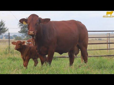 Johan Dannhauser van Considerata SA gesels oor sy vroulike diere op aanbieding en die Droughtmaster.