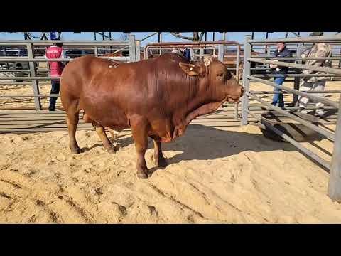 Focus on Beef Auction. Ons gesels 'n bietjie oor lot 19 en 20 van die Droughtmaster bulle