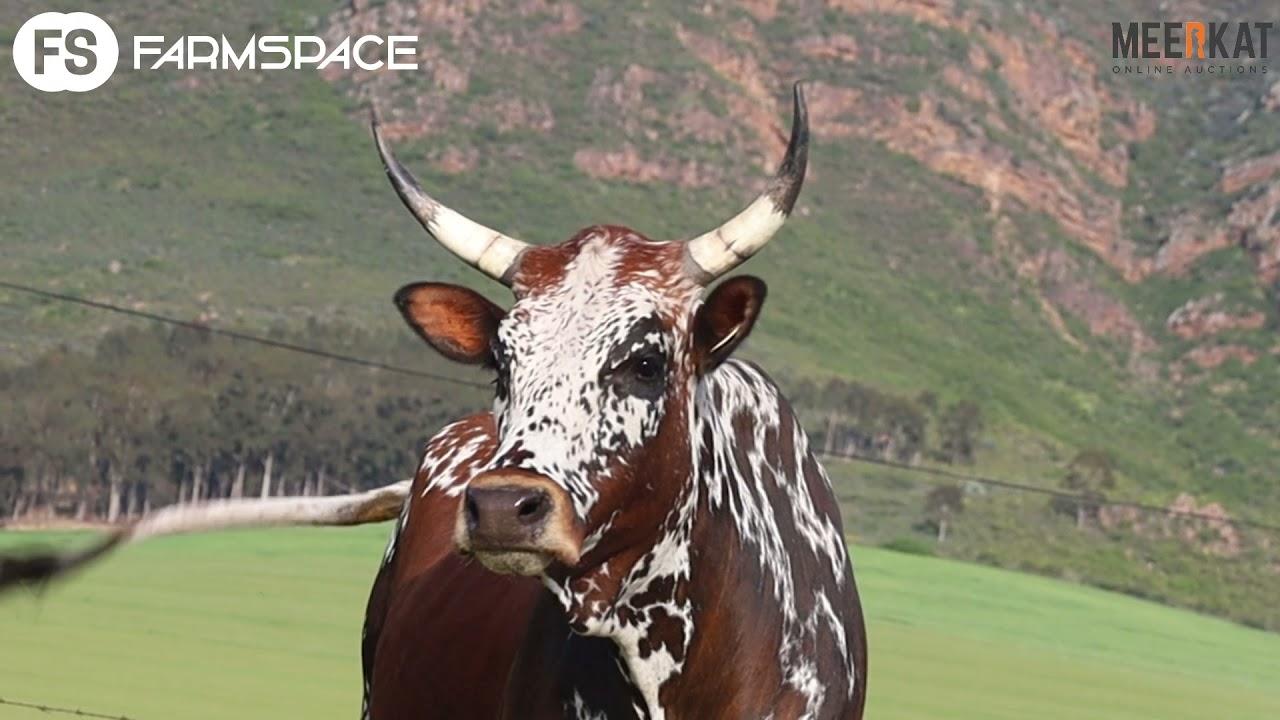 Regainer Nguni National Auction - EX 18 113 - Lot 8