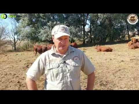 Rustin Shawe takes us through the Droughtmaster Breed and their Upcoming Auction