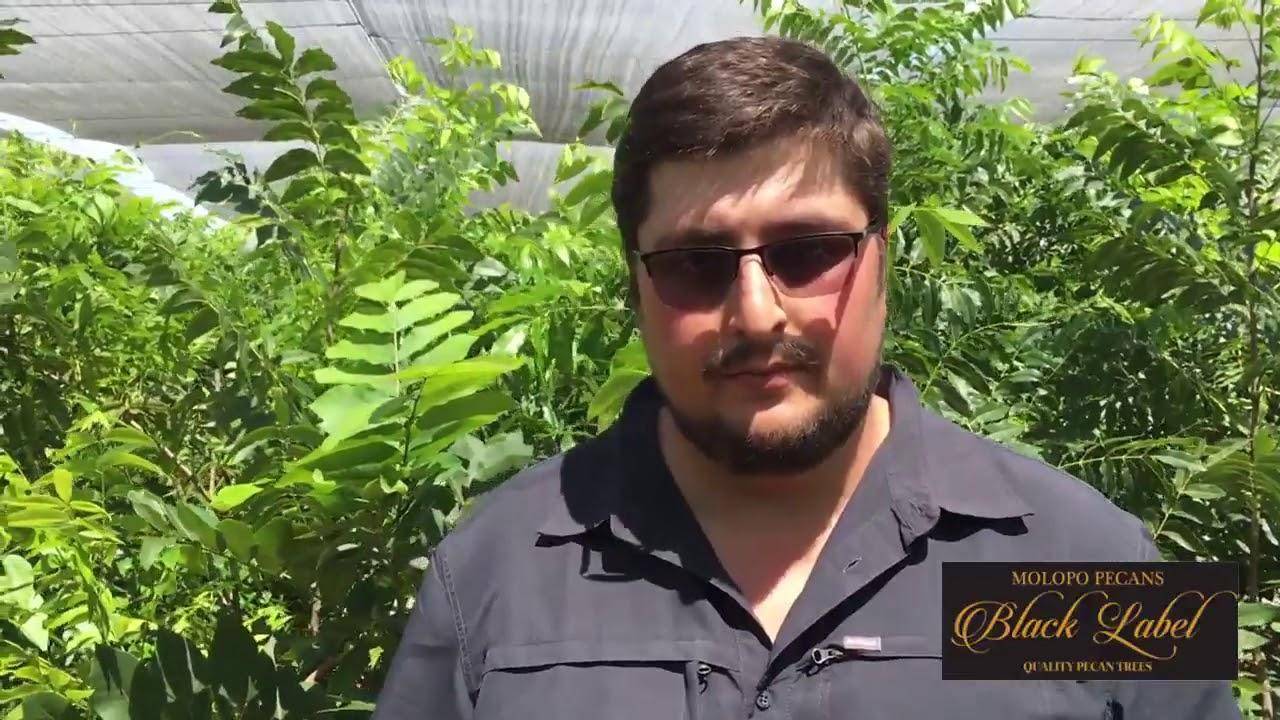 Who is Molopo Pecans?