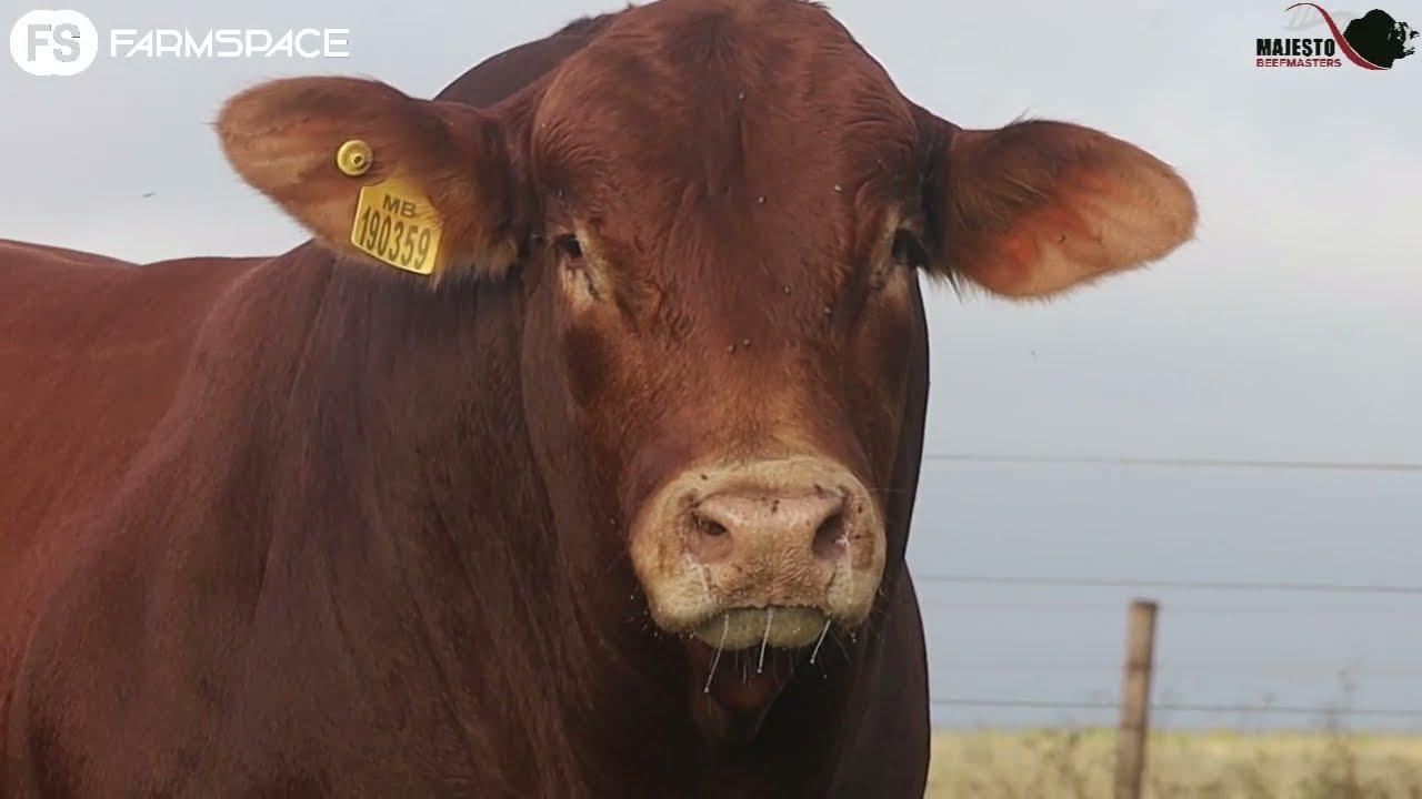 Majesto Beefmasters present Lot 16 - MB 190 359. Auction takes place 21 April at Derby Veilingskrale