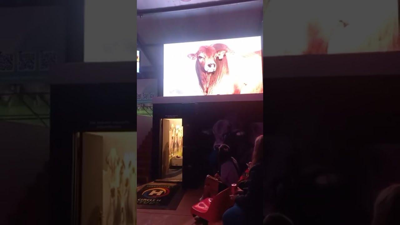 Lot 17 - Sutton sold for R1.2 million at the Boran Collaboration Auction