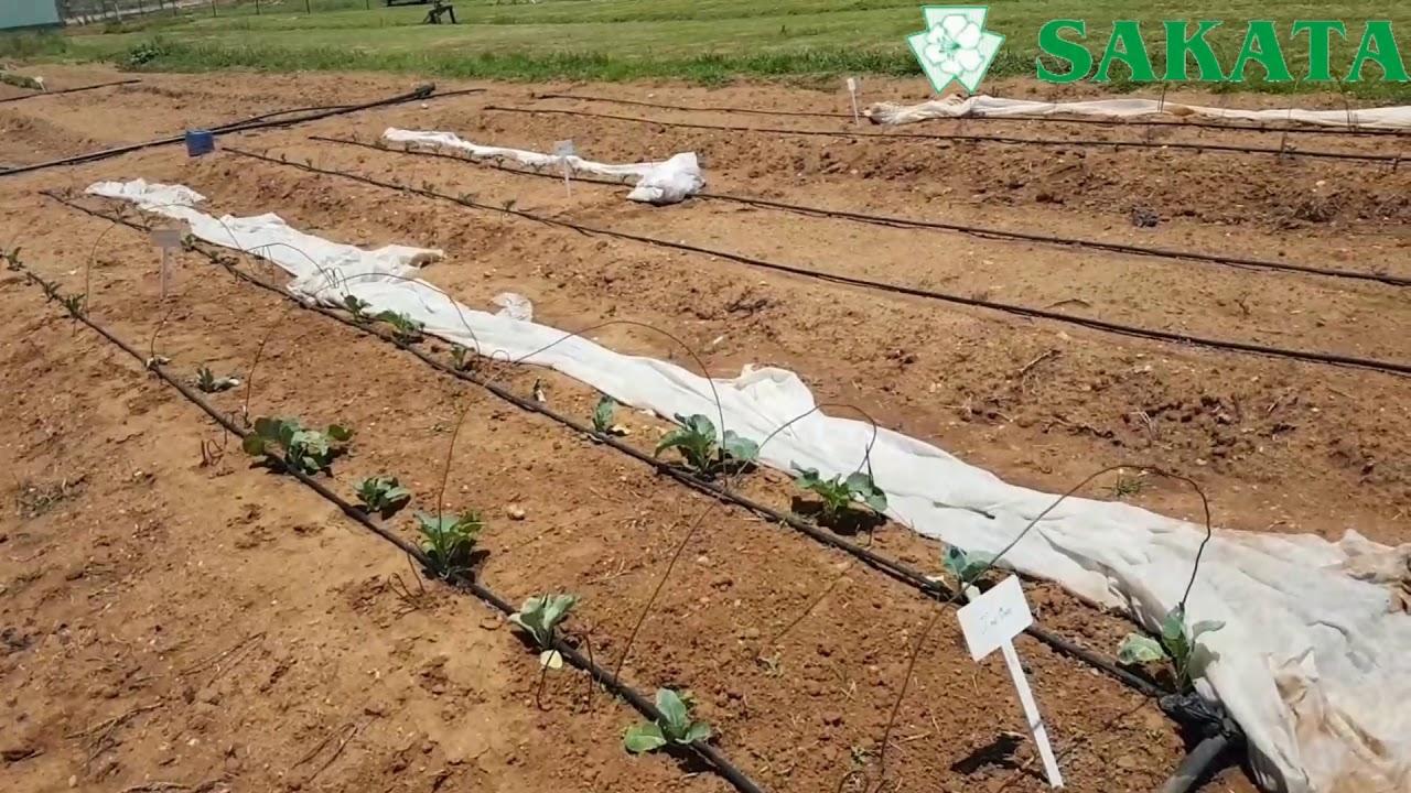 Brassicas No1 - Cultivars, Soil Preperation and Irrigation