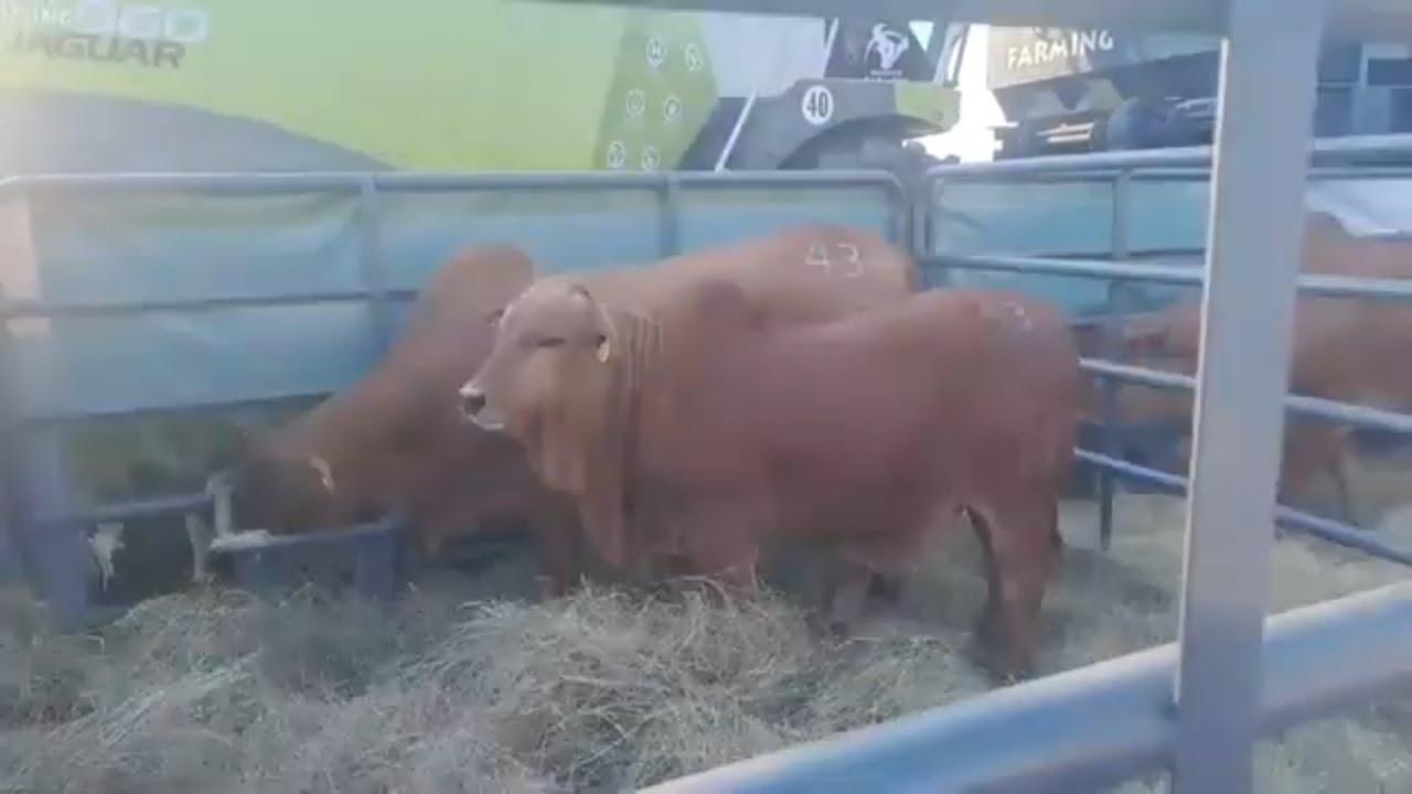 Christopher Havenga stap saam met ons deur die Borane voor die Hurwitz Summer Sale 2023