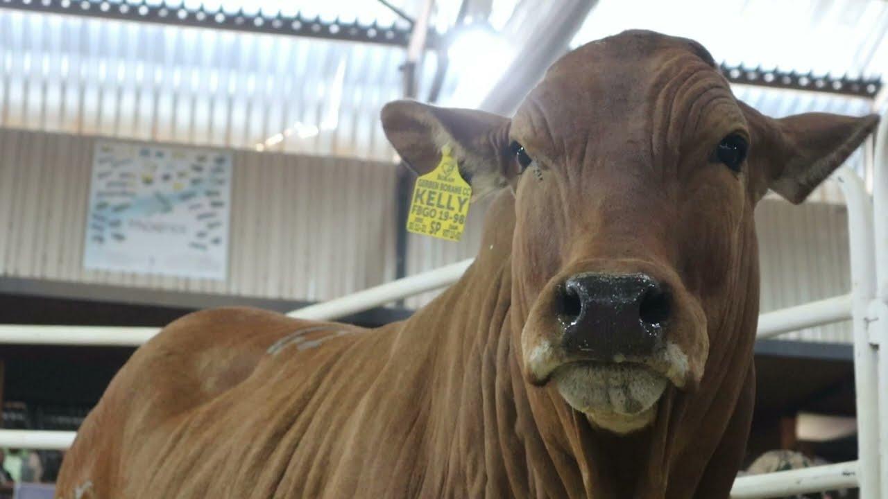 Die Boran Nasionale Veiling 2022 Lewer Baie Goeie Resultate