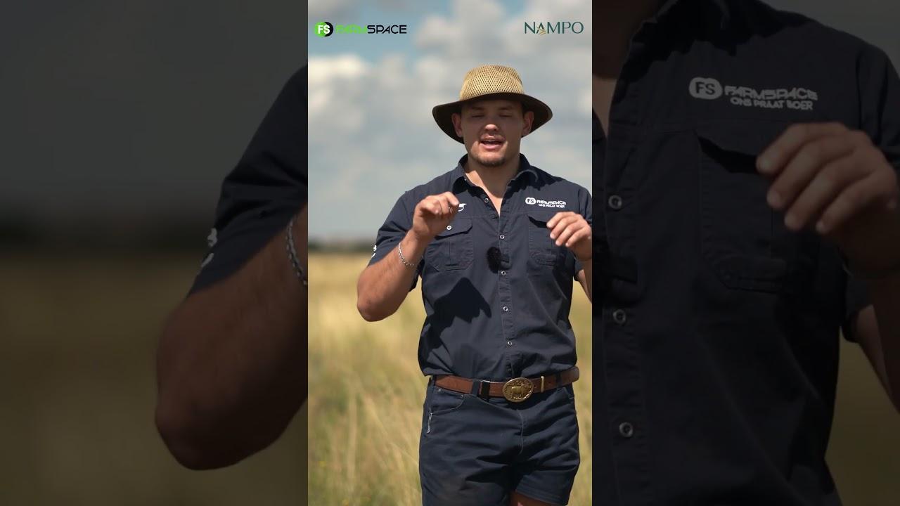 Is daar iets vir die kinders om te doen by Nampo 2024? Neem deel aan die treasure hunt!