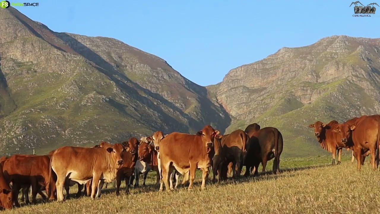 Cape Boran Prestige Veiling 2022 bied aan die Drostdy Borane Stoet.