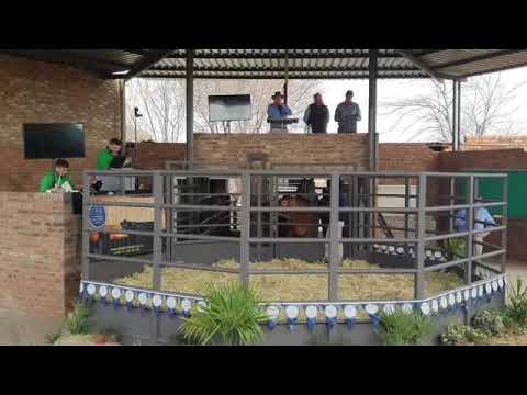 Limousin Wes-Transvaal Veiling Regstreeks vanaf Lichtenburg