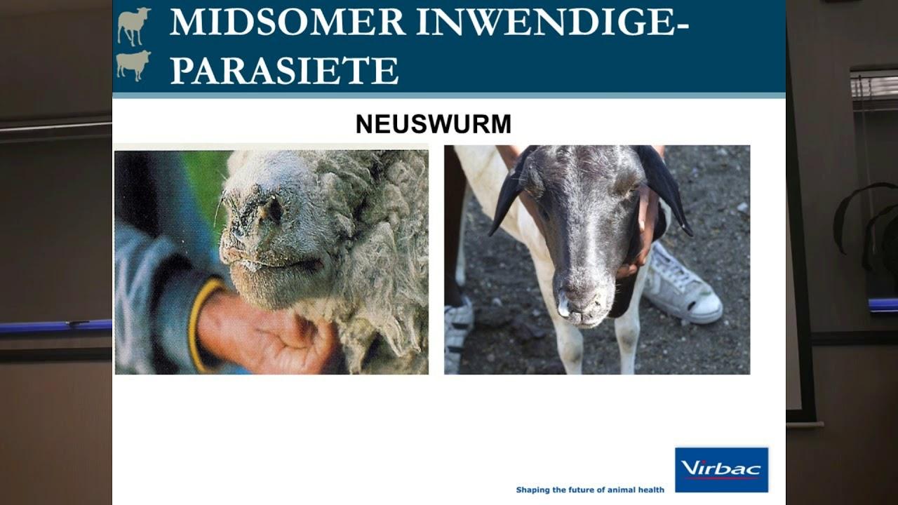 Neuswurm en Haarwurm op Skape - Virbac