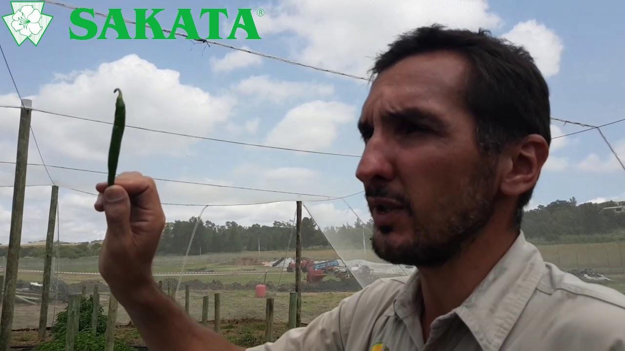 Sakata Pepper Varieties 2018