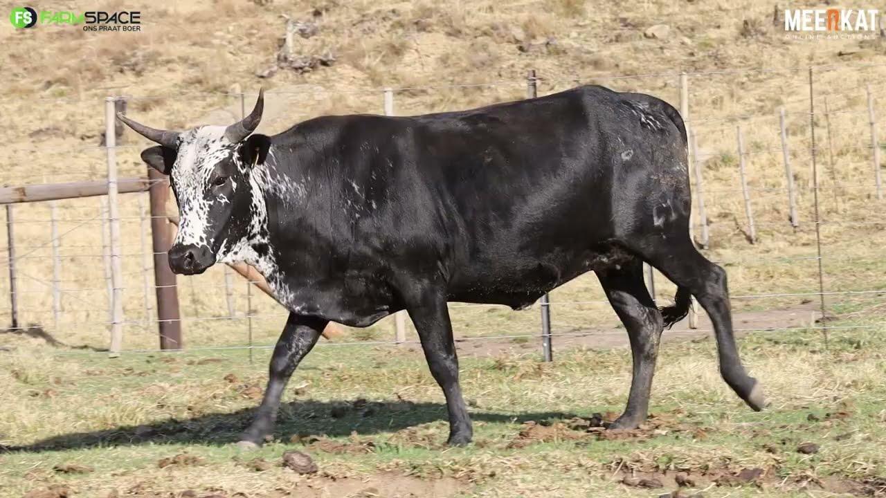 Lot 72 | RVS 20 410 | Babazeka Ngunis by die Nguni Regainer Veiling op 12 Oktober 2023
