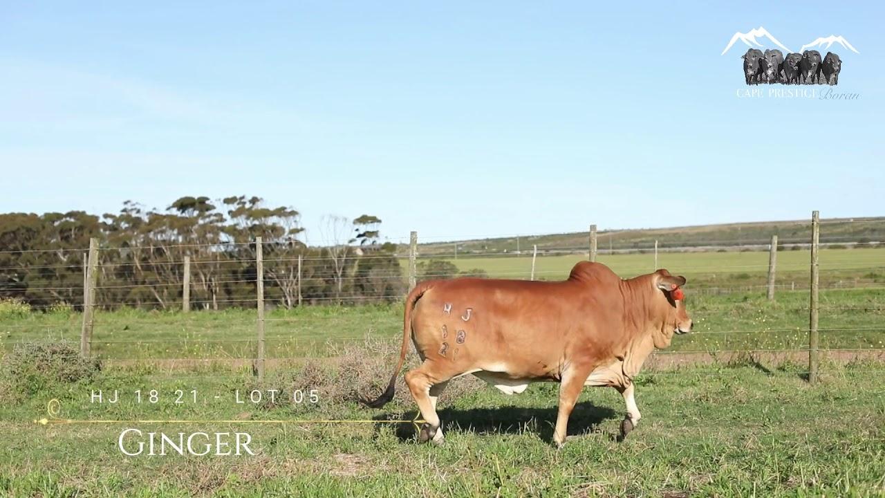 Prestige National Auction Lot 5 - HJ 1821 - Ginger