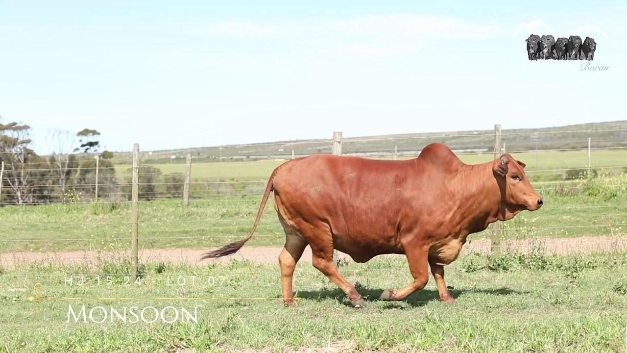 Prestige National Boran Auction Lot 7 - HJ 1524 - Monsoon