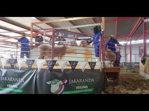 Jakaranda Ile de France Auction 2021 regstreeks vanaf Pretoria.