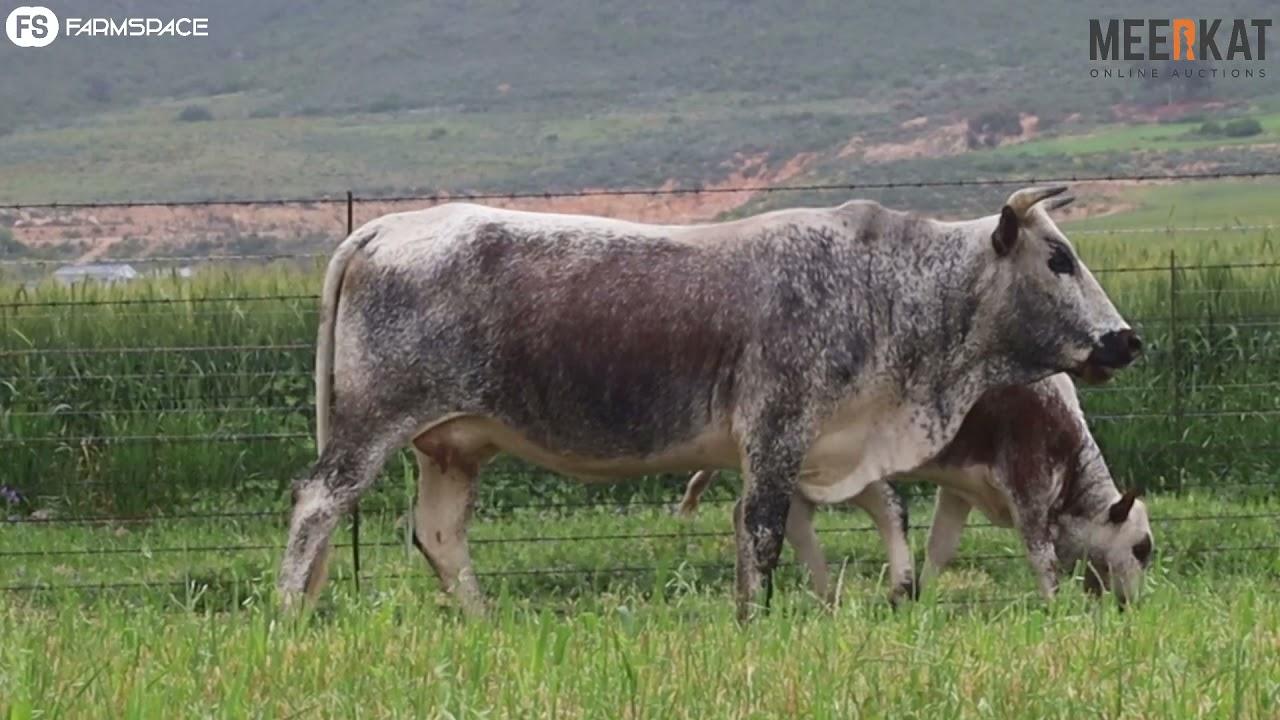 Nguni Regainer Auction - EX 18 212 - Lot 28