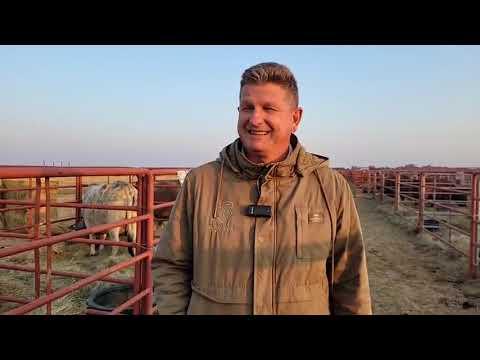 Christopher Havenga neem ons deur die Hotspot Cattle Boran en Droughtmaster veiling 2022