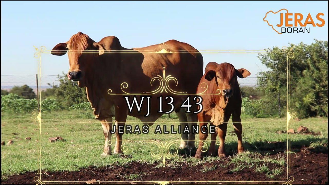 Jeras Alliance Boran Auction WJ 13 43