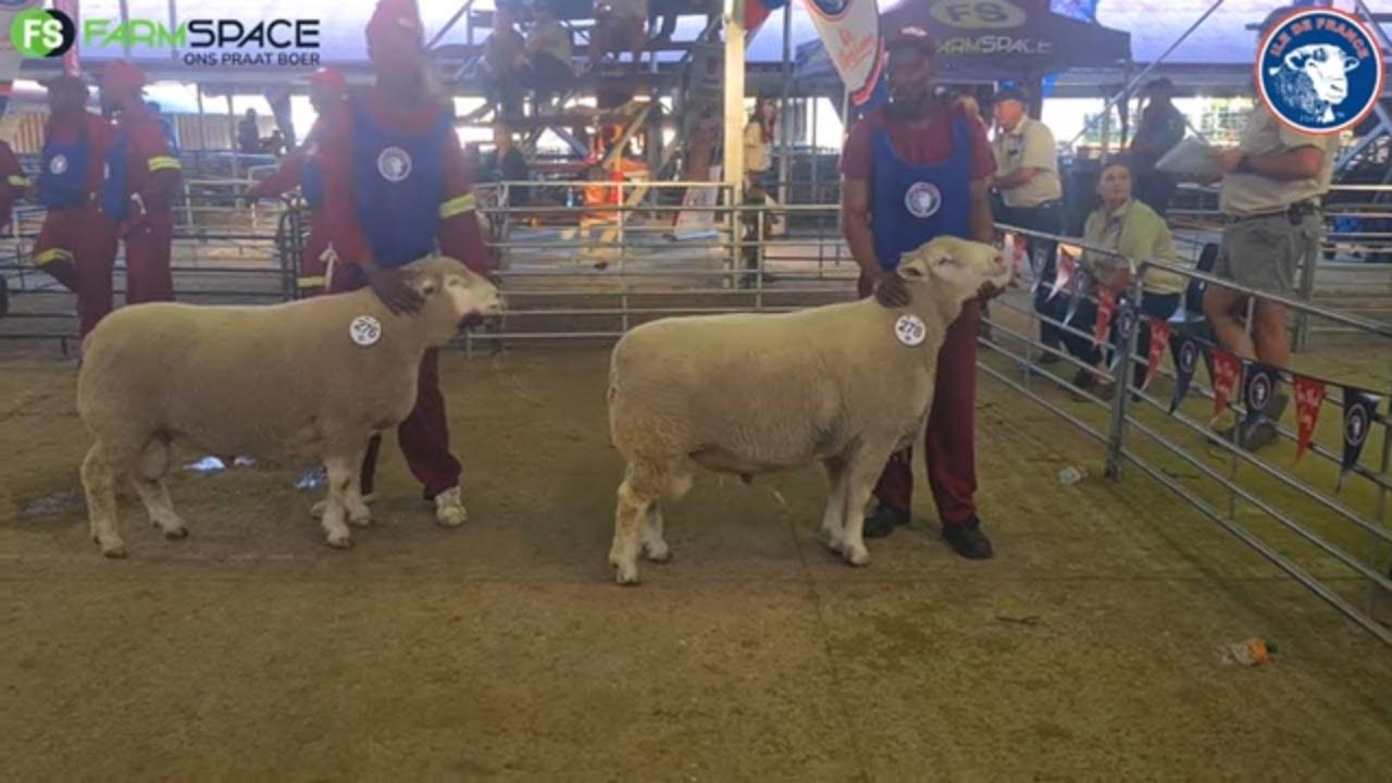 Hoe weet jy of n Senior ram gaan waarde toevoeg tot jou kudde?