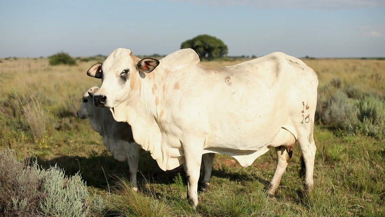 JRS 14 16 Boran Cow on Sale 9 April at the Jeras Alliance Auction