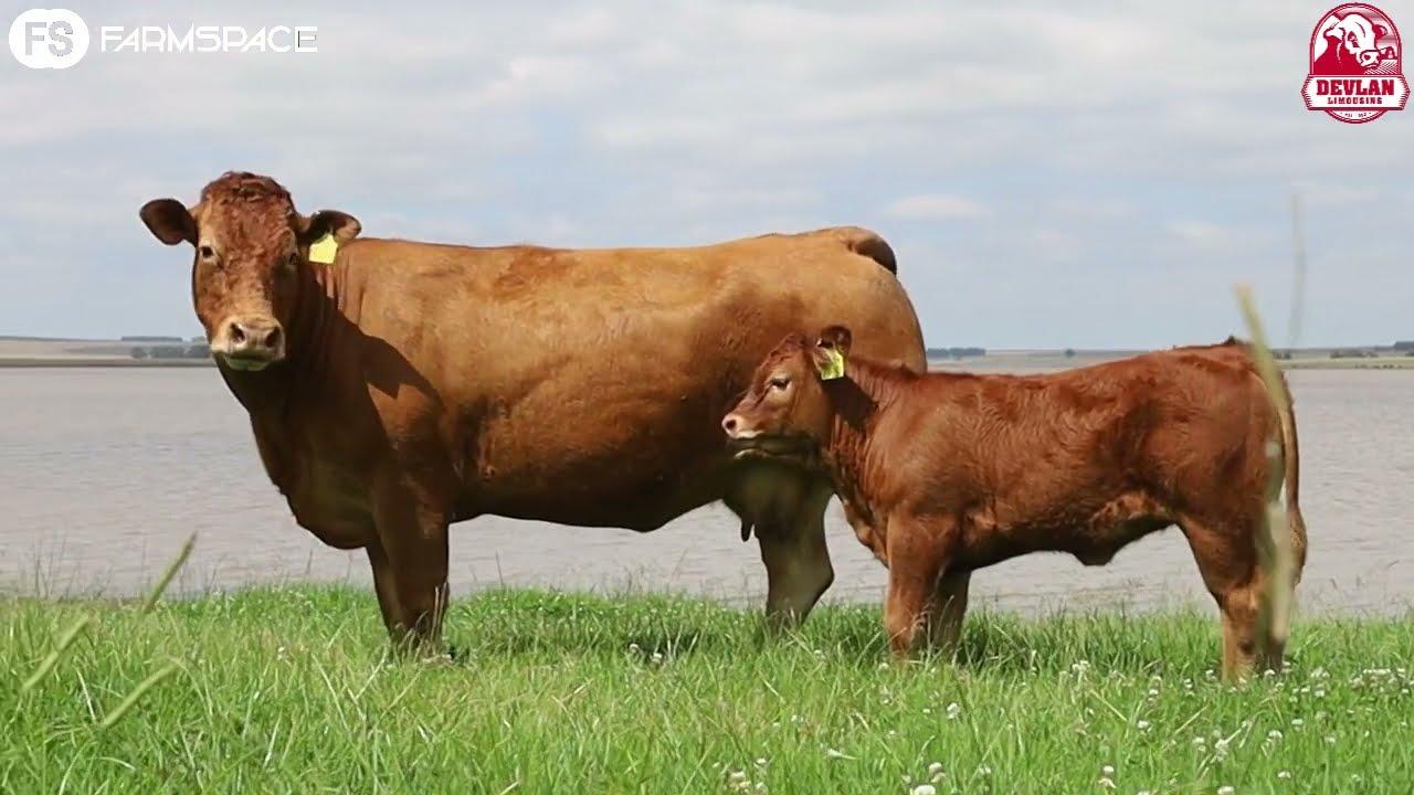 Top genetics on offer at the Sale of the SA National Champions on the 21st of May 2022.