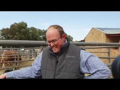 Derick Le Roux Stoetteler van die jaar by Wes Transvaal Limousin
