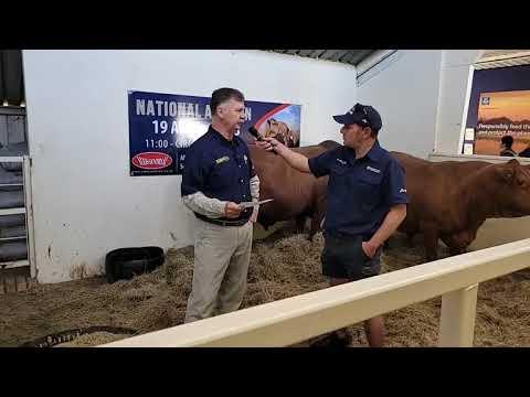 Boetie Hatting van die Senepol Cattle Breeders's Society of South Africa Genootskap op Nampo 2023