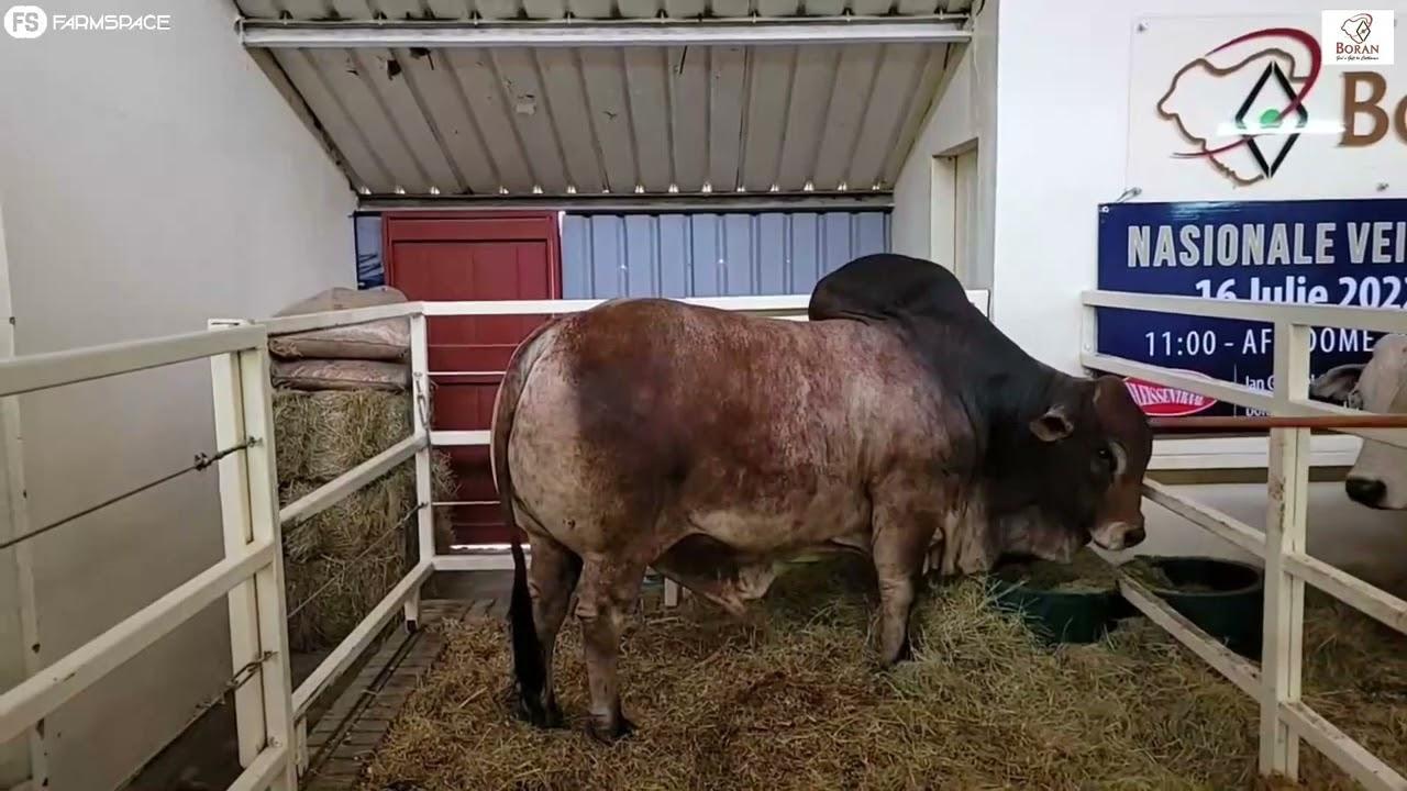 Ons praat oor die Boran Cattle Breeders' Society se bulle en hul rasstandaarde by Nampo Oesdag 2022.