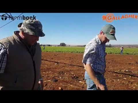 Strip grazing with feed radish mix