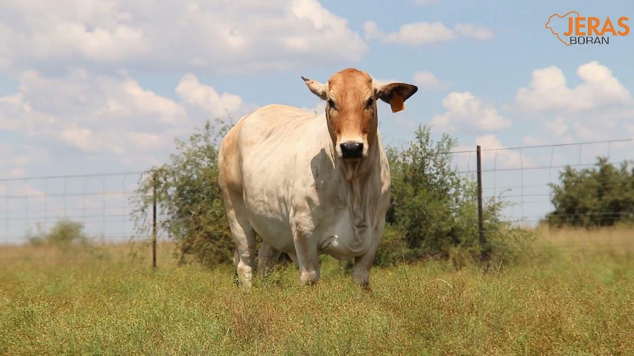 Jeras Alliance Boran Auction WJ 15 38