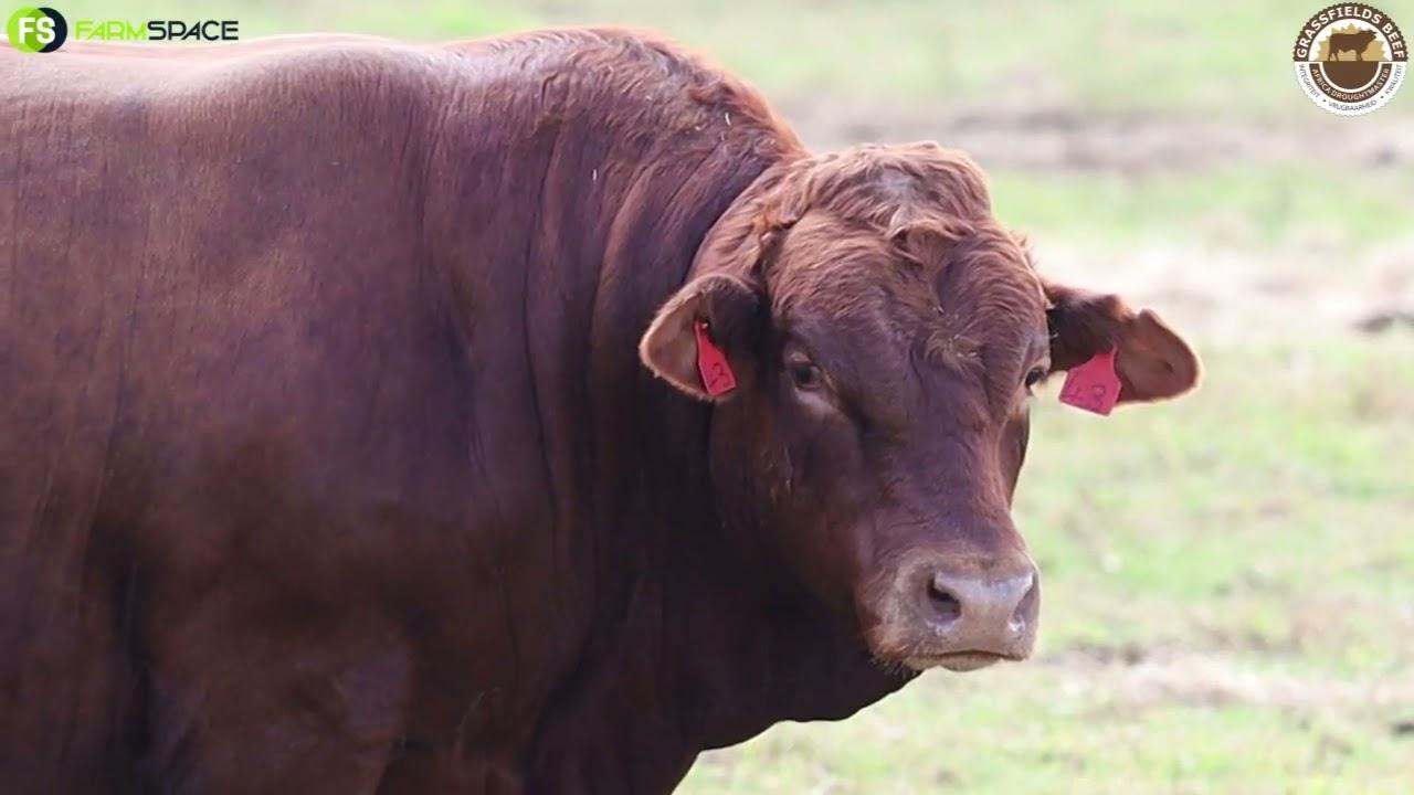 Some of the thick hard Grassfields bulls on offer at their upcoming production auction.