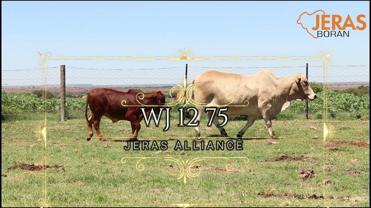 Jeras Alliance Boran Auction WJ 12 75