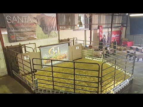 Kleynhans Santa Gertrudis 3 In 1 Auction Live