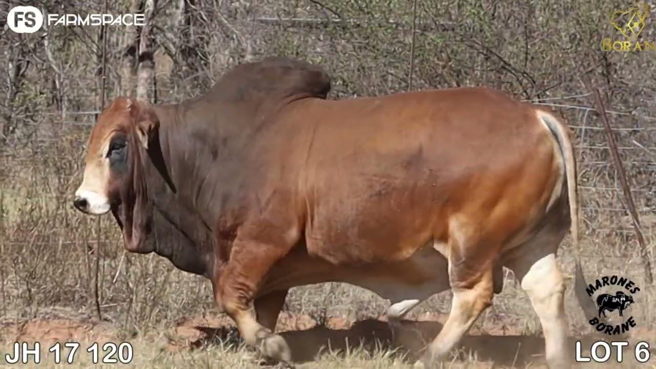 Lot 6 | JH 17-120 | Marones | Road to the Boran National Auction | 15 July 2023