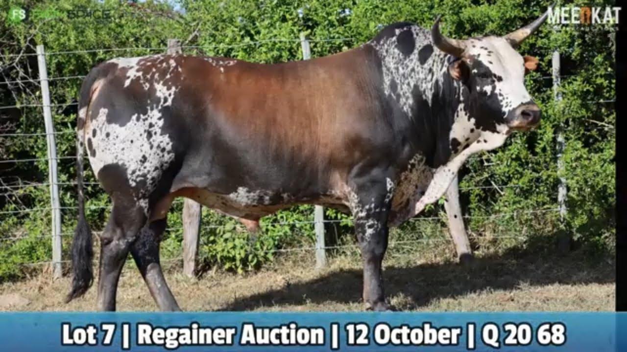 Lot 7 | Q 20-68 | Qhina Ngunis by die Nguni Regainer Veiling op 12 Oktober 2023