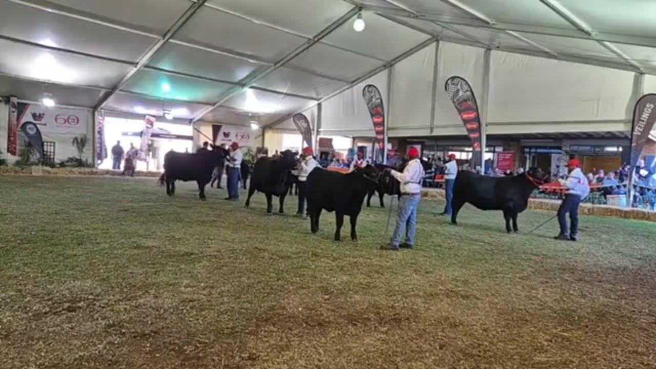 Gert Jordaan van OVK gesels oor die Angus South Africa Nasionale Skou saam met Carl - Bloemskou 2024