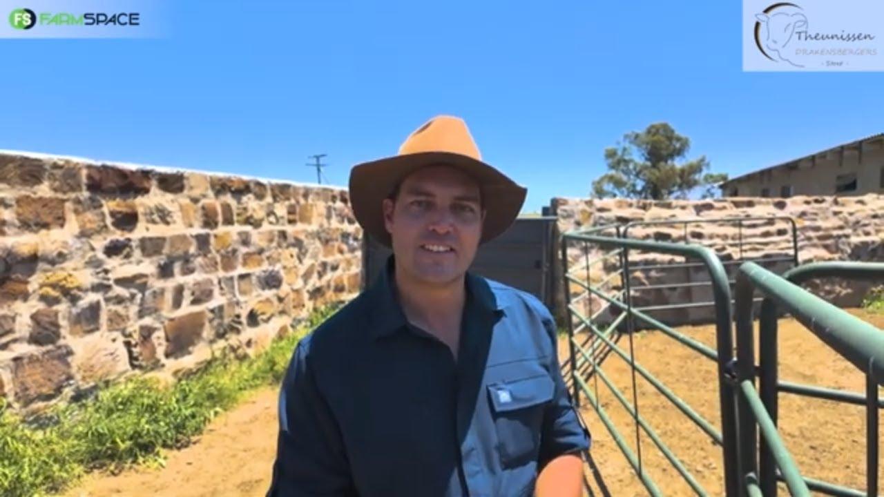 Is jy opsoek na ‘n lekker boer bees? Kry vir jou ‘n stewige Drakensberger!