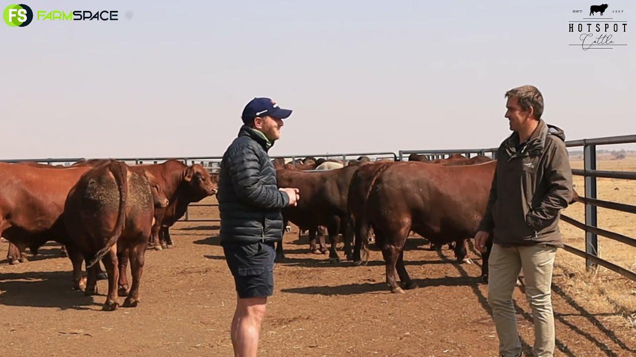 Stompie teel geharde Droughtmasters beeste met vleis. Ons praat oor sy aanbieding die 2de September