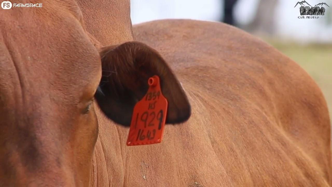 Mountain View & Hessi Borane presents Lot 18 | HJ 19-29 at the Cape Boran Prestige Auction 2022.